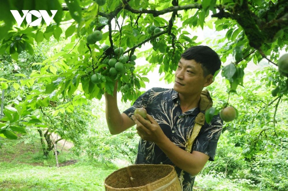 Cử nhân công nghệ thông tin thu lãi 700 triệu đồng mỗi năm từ trồng Mận hữu cơ